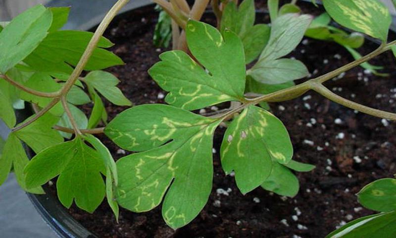 Bleeding heart plant with ringspots on leaves.