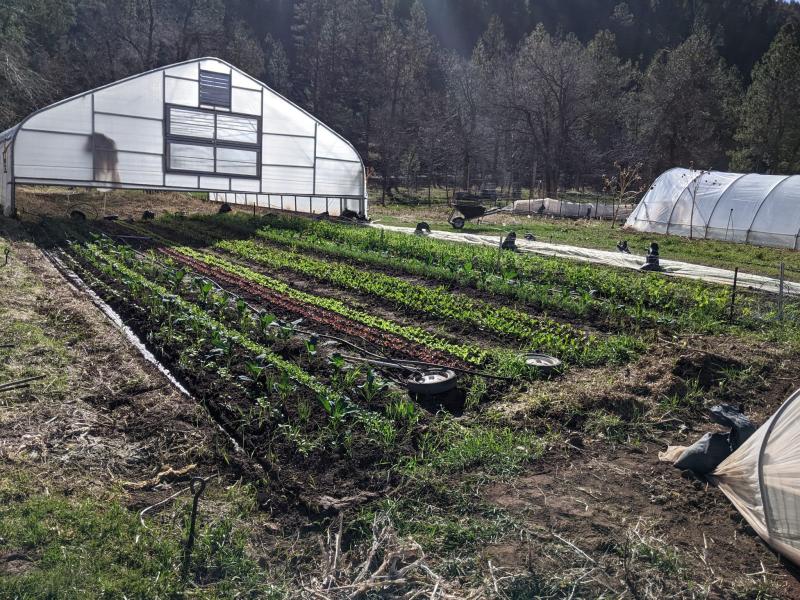 rows of crops are in the foreground with a high tunnel at the back left of the photo, and trees behind