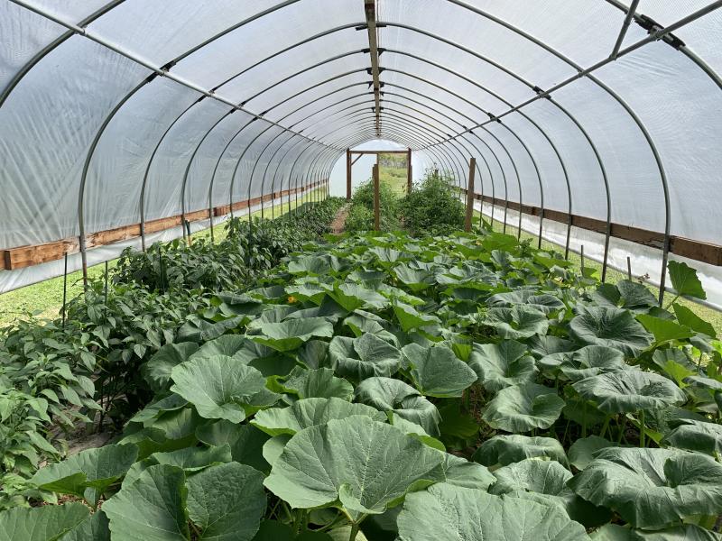 green plants are shown inside a high tunnel