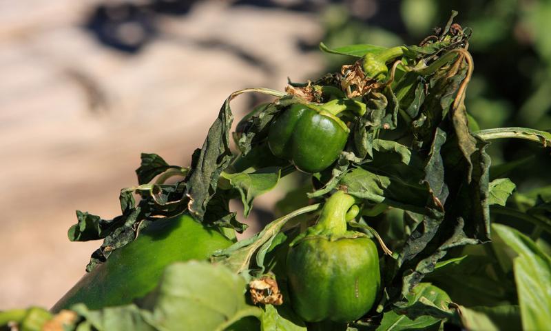 Pepper plant with frost injury.
