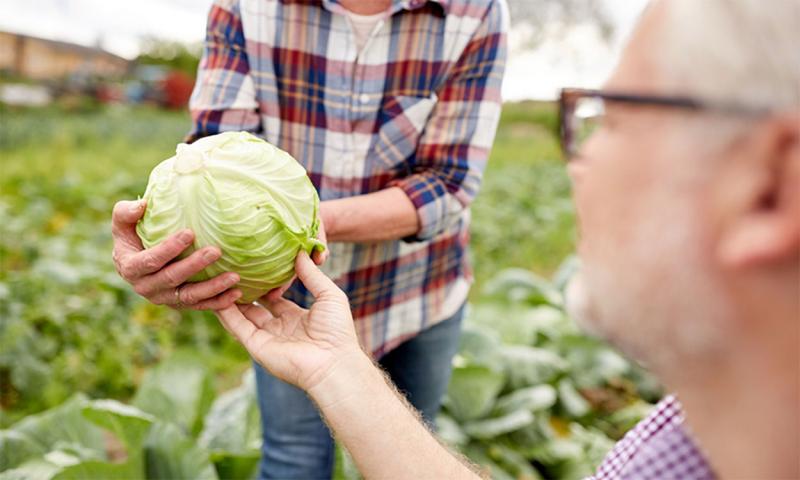 Perfect produce? Understanding the standards behind cabbage quality and ...