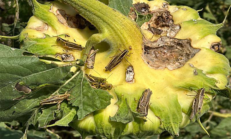 Grasshoppers feeding on the back of a sunflower head.