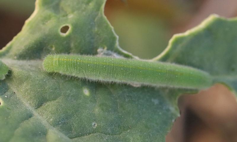 Green caterpillar with a yellow stripe on its back feeding on a green leaf.