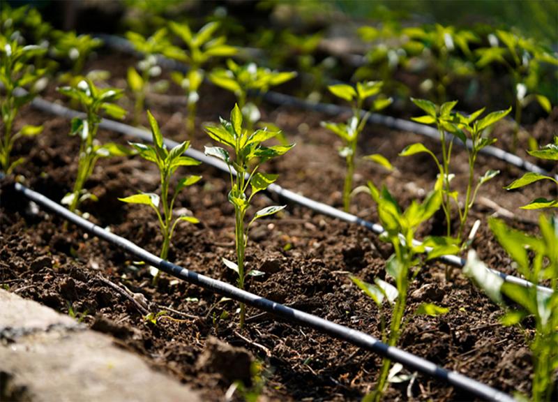 Drip irrigation system in a garden.