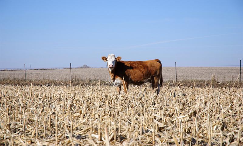 Cow grazing corn stalks.