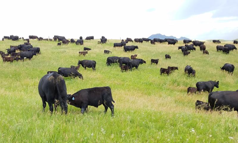 Several cows and cow-calf pairs at pasture.