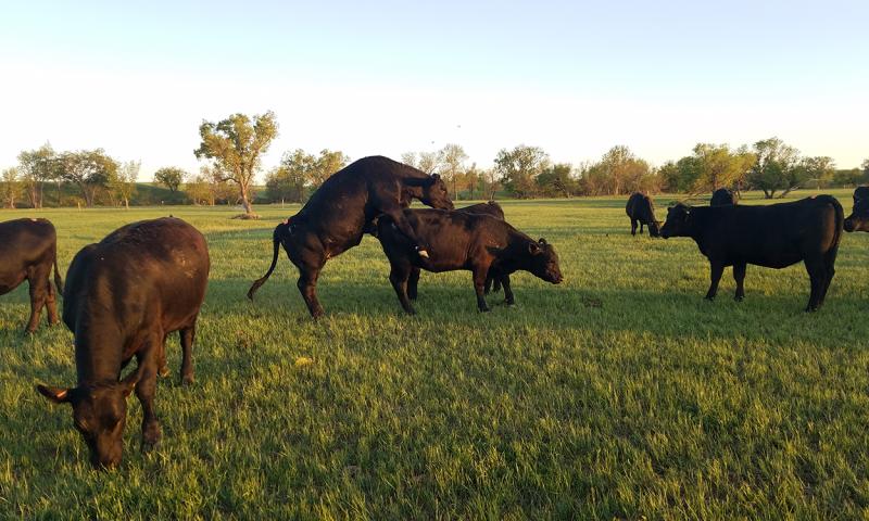 Bull mounting one of several cows in a pasture.