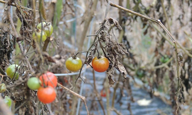 A few ripe tomatoes survive fall frost.
