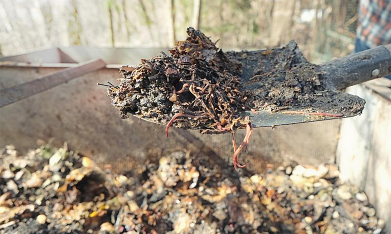 Fresh, organic garden compost on a shovel.