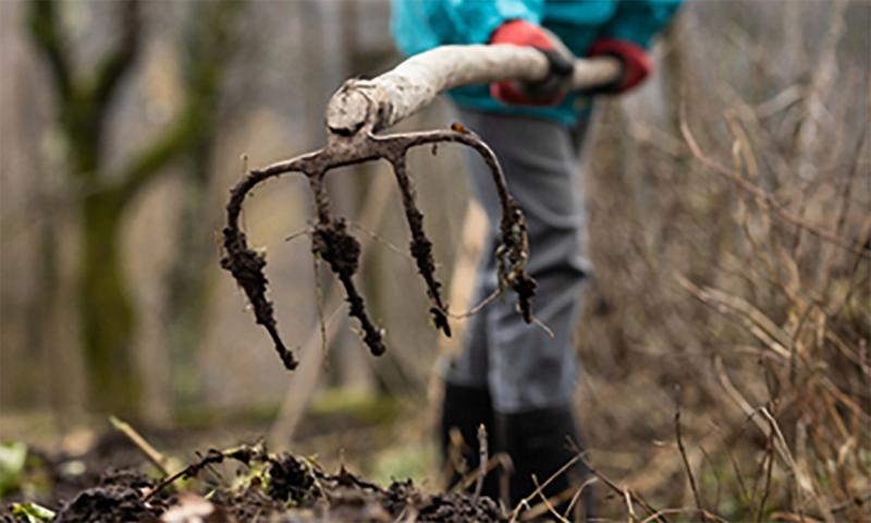Adult woman tilling garden soil with a hoe.