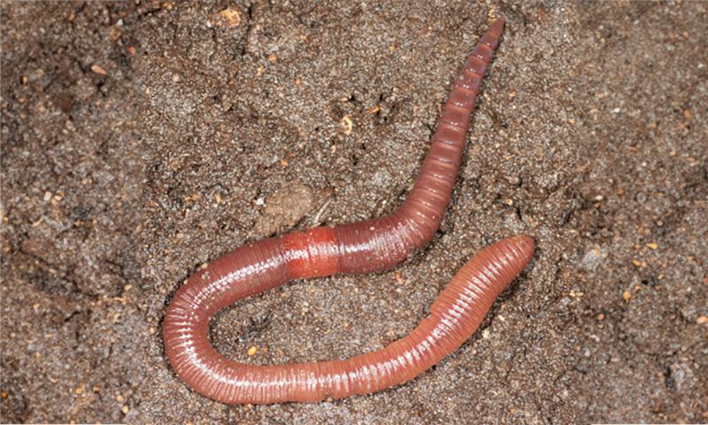 Reddish, segmented worm curled up on a sandy tan surface.
