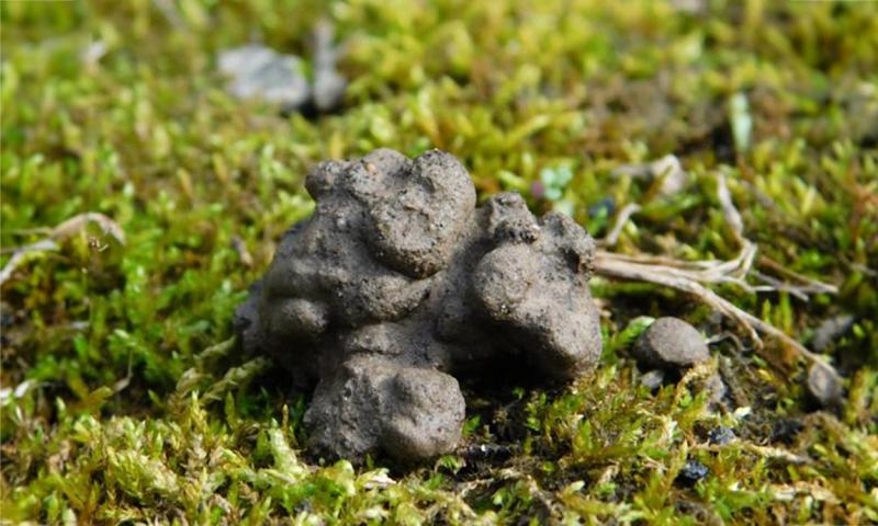 Dark gray, clumped castings on a mossy surface