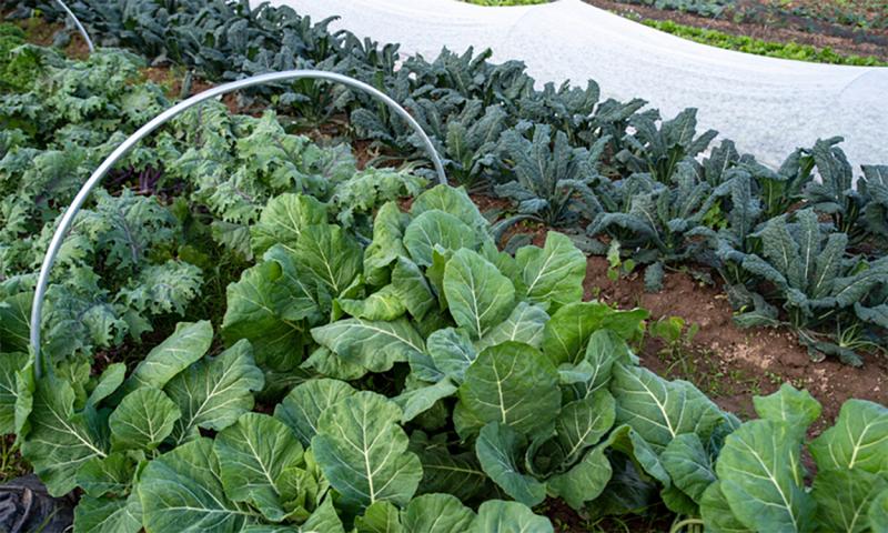 Row covers being installed in rows of cole crops.