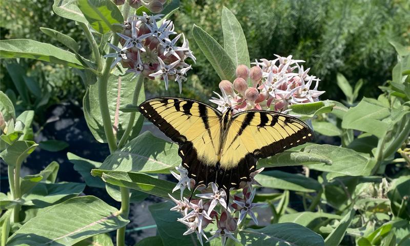 A large black and yellow butterfly feeding on pale pink flowers with large, round green leaves in the background