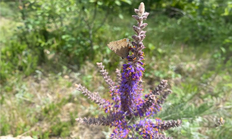 A small gray butterfly feeding on deep purple florets arranged in a narrow, conical structure with green grass in the background.