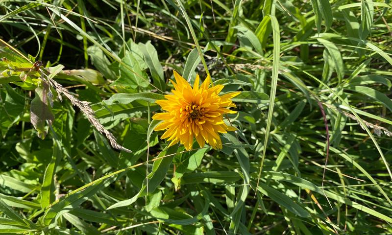 A large yellow and orange flower surrounded by tall green grass faces upwards.