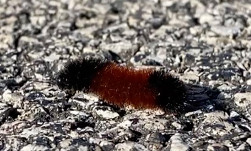 A picture of a fuzzy black caterpillar with a thick band of red in the middle crawling on asphalt.