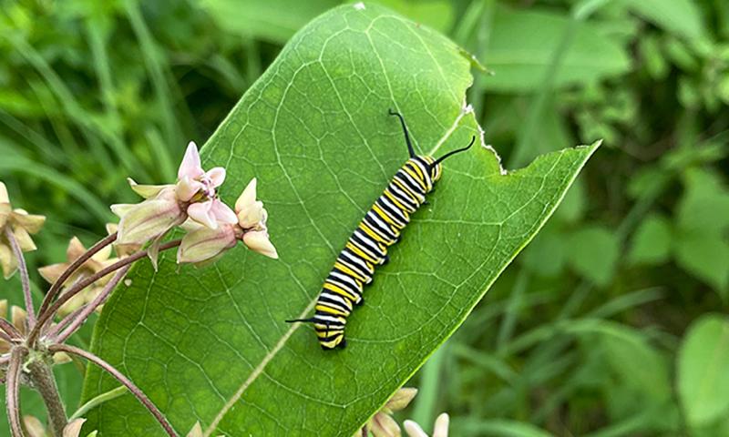 a large caterpillar with yellow, white, and black stripes with long tentacles (antennae-like structures) sits on the wide green leaf of a milkweed plant with pale pink flowers in a forested area.
