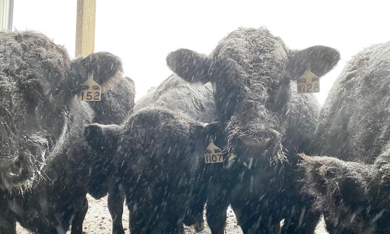 Group of black bulls in winter weather.