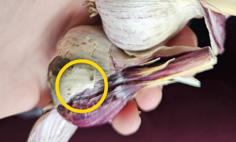 Hand holding two heads of garlic, one with discoloration due to Embellisia Skin Blotch.