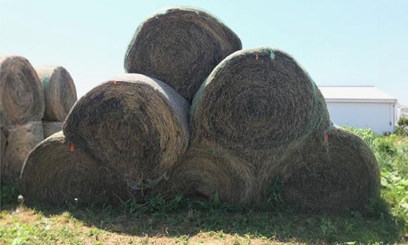 Round bales stacked in a pyramid, exhibiting significant storage loss.