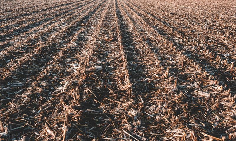 Lightly compacted corn residue in a harvested cornfield.