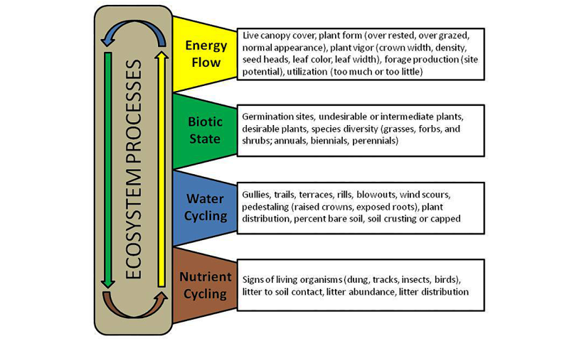 Color-coded diagram outlining critical ecosystem processes for rangeland and pasture. For a detailed description of this diagram, please call SDSU Extension at 605-688-6729.