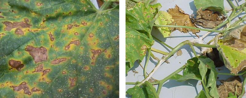 Alternaria leaf spot symptoms appearing as brown, haloed cankers throughout the leaves of two cucurbit plants.