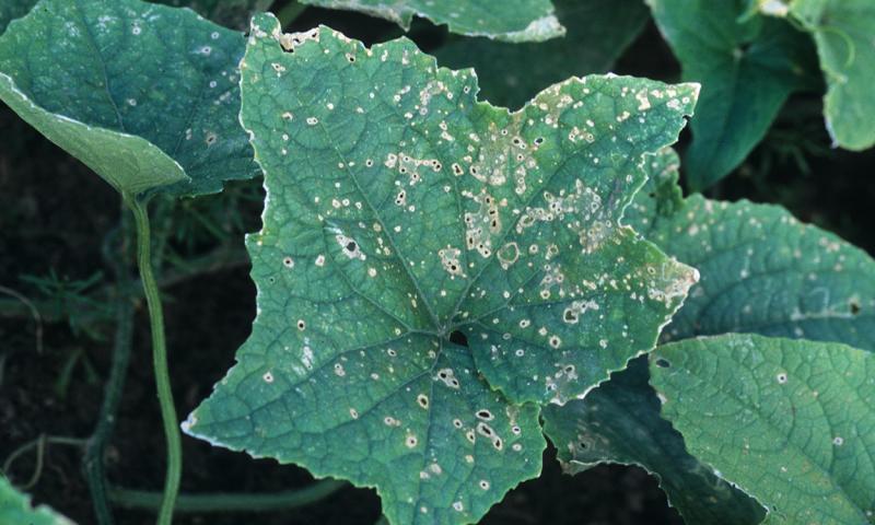 Anthracnose symptoms appear as small white spots speckled throughout the leaves of cucurbit plants.