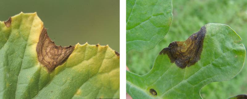Gummy stem blight symptoms appearing as brown inlets along the leaf edges of two cucurbit plants.