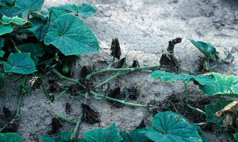 Bacterial Wilt symptoms appearing as wilting throughout the vines of a cucurbit plant.