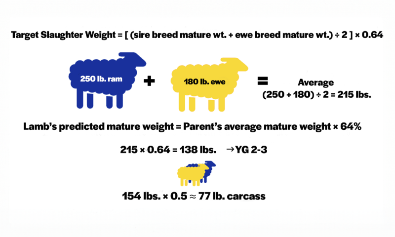 Mathematic equation outlining the steps to calculate an ideal finish weight based on research conducted by Jeff Held in 1999. For a detailed description of this equation, call SDSU Extension at 605-688-6729.