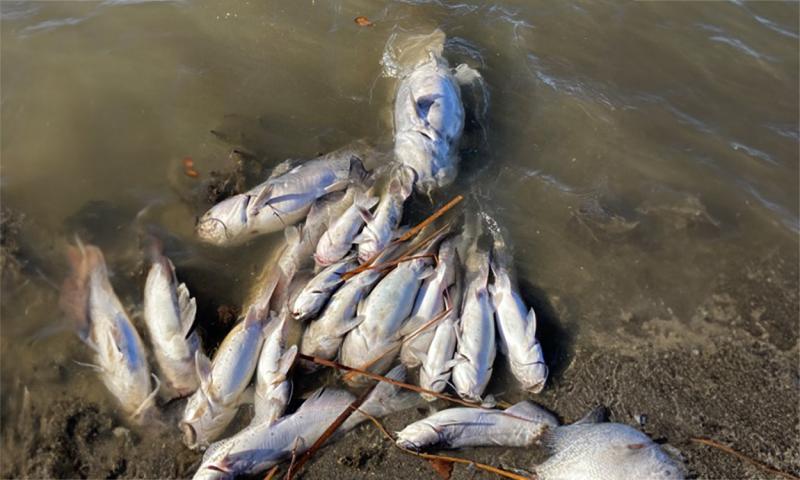 Cluster of winter-killed fish washed up on a shoreline.