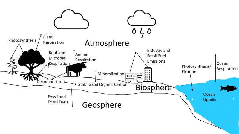 Diagram outlining the interrelated processes of the carbon cycle as they take place in the atmosphere, biosphere and geosphere. For a detailed description of this graphic and data set, please call SDSU Extension at 605-688-6729.
