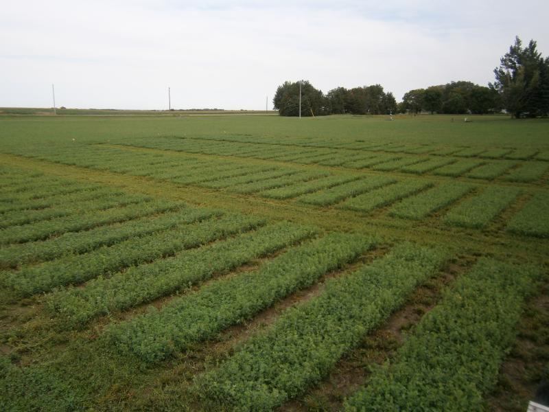 Rows of green alfalfa are pictured on a summer day