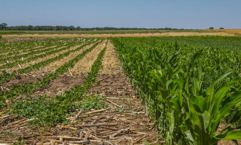 : No-till field with soybeans and corn growing in two different sections.