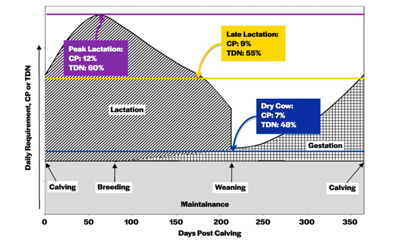 Diagram showing the nutrient requirements of a beef cow. For an in-depth description, please visit: https://site.extension.uga.edu/beef/2018/11/nutritional-considerations-going-into-calving/