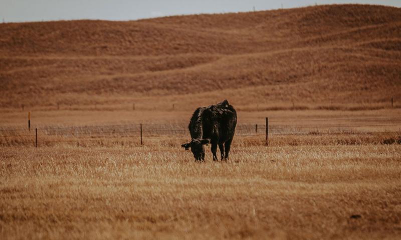 A single black cow grazing late-season pasture.