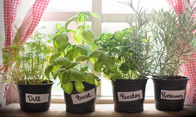Dill, basil, parsley, and rosemary growing in a window herb garden.