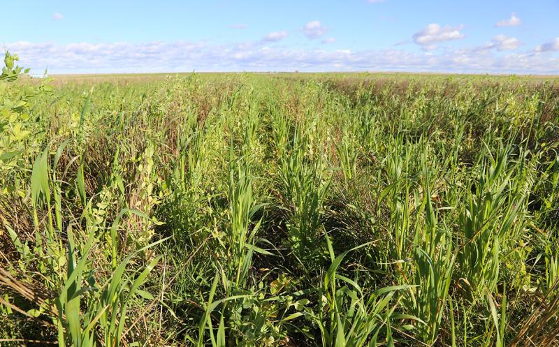 Cover crops grow throughout a no-till crop field.