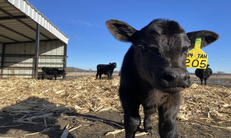 Black angus calf standing near a cattle shelter.