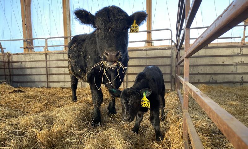 Black angus cow with calf in a well-kept cattle pen.
