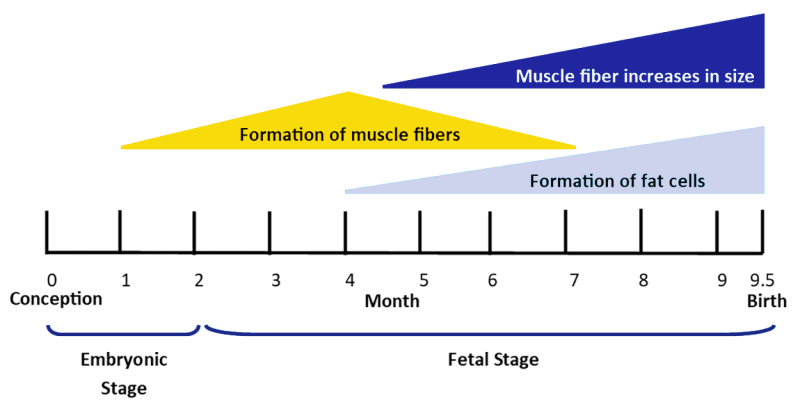 Graph outlining the fetal development timeline for beef cattle. For a detailed description of this timeline, please call SDSU Extension at 605-688-4792.