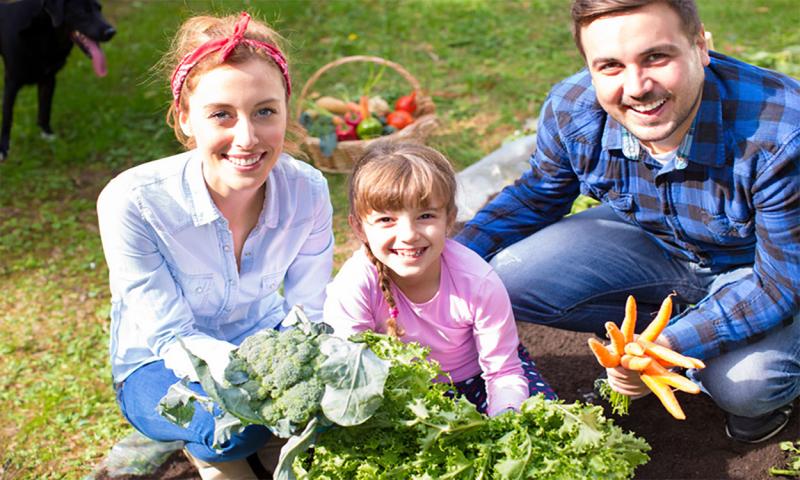 Young mother, father, and daughter presenting freshly harvested vegetables in their garden.