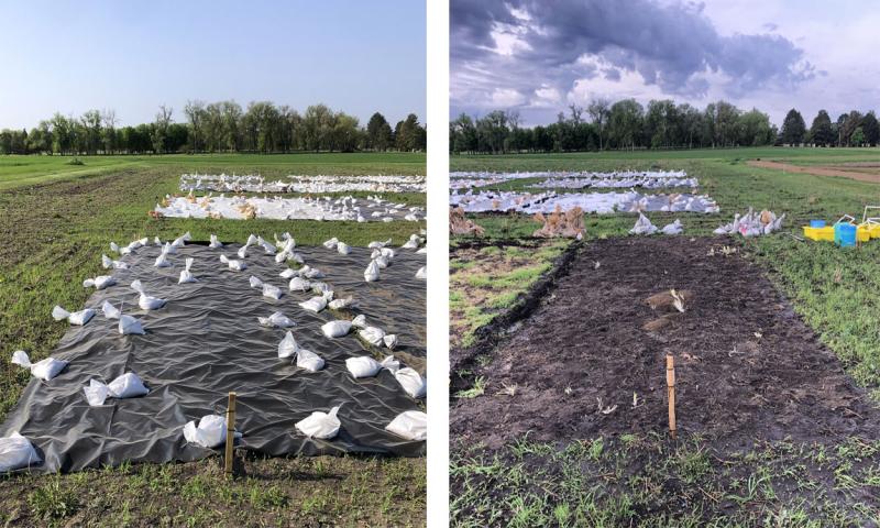 Left: Black soil tarp on a research plot. Right: The same research plot uncovered, revealing little-to-no weed pressure.