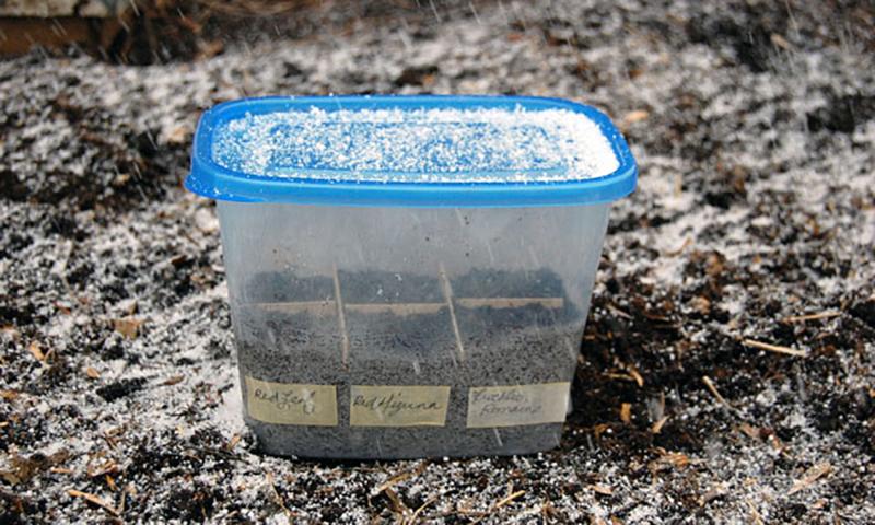 Plastic container with growing medium and seeds planted inside outdoors in the wintertime.