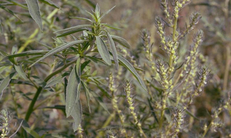 Kochia plants growing in a field.