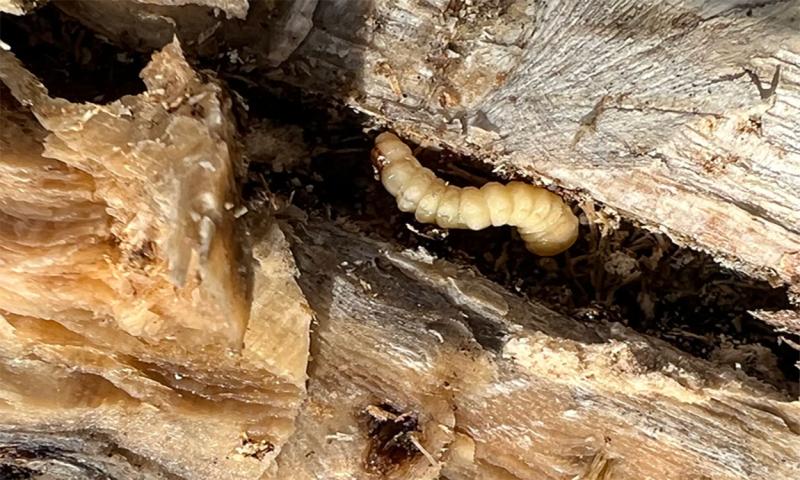 Image showing a brown stalk with a hollowed out pith area and a white beetle larva present.