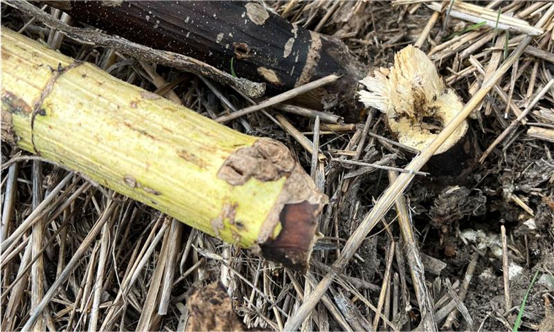A sunflower stalk that has a smooth surface caused by chewing and an area that wasn’t completely chewed through.