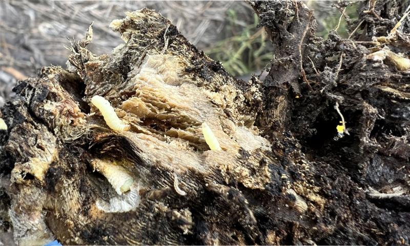 Decaying sunflower stalk that has cream colored larvae visible.